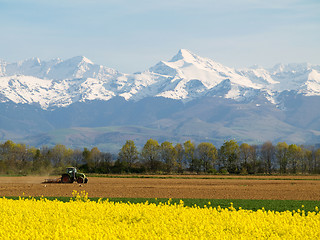 Image showing Rape field and mountains