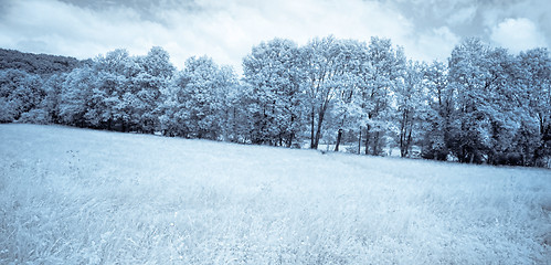 Image showing Infrared forest