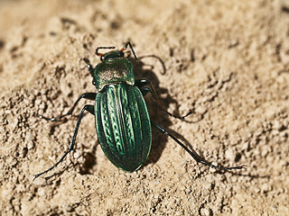 Image showing Green scarab