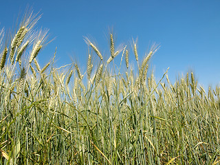 Image showing Wheat field