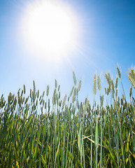 Image showing Wheat field and sun