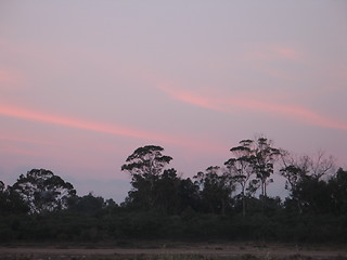 Image showing Morning trees. Larnaca. Cyprus