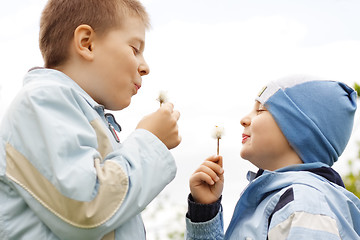 Image showing Dandelion battle