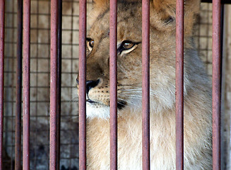 Image showing Caged Lion