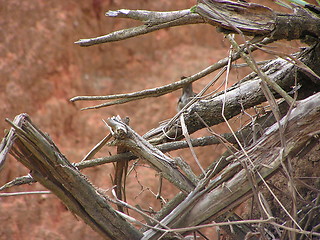 Image showing Silent dead wood