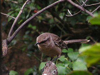 Image showing Mockingbird