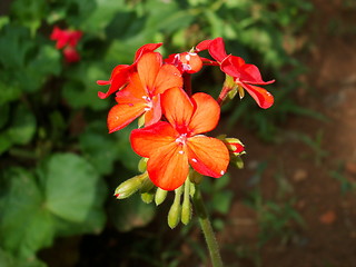 Image showing Red Geranium