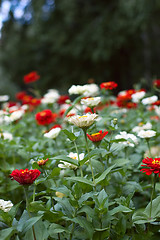 Image showing Flowerbed