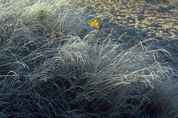 Image showing Solitary Leaf - 1