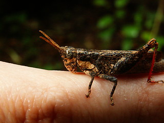 Image showing Friendly grasshopper