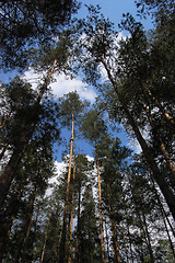 Image showing A pine forest