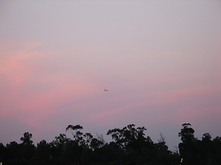 Image showing Trees and skies 3. Larnaca. Cyprus