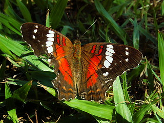 Image showing Resting Butterfly
