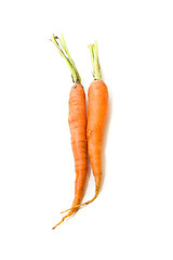 Image showing Two carrots