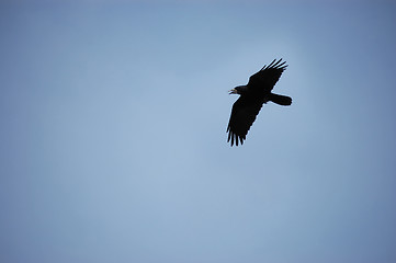 Image showing Black crow 