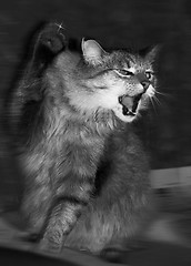 Image showing Attacks siberian cat