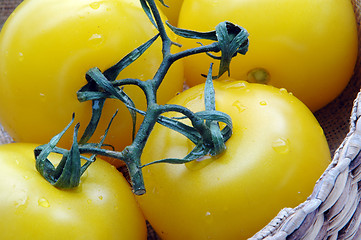 Image showing yellow tomatoes 1