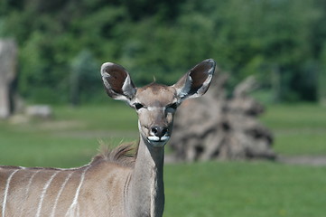 Image showing Big Ears