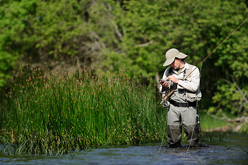 Image showing Fly-fishing 