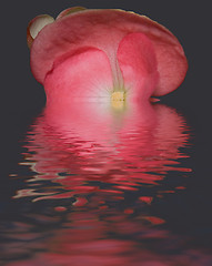 Image showing melting bloom reflection