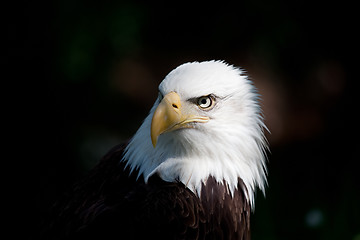 Image showing bald eagle