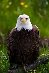 Image showing bald eagle