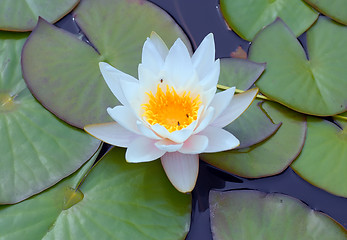 Image showing Water lily