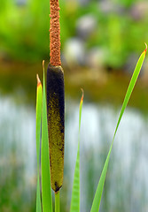 Image showing Sweet flag