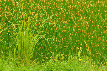 Image showing Blooming bulrush