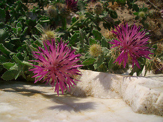 Image showing thistle flowers