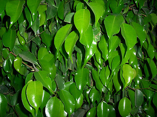 Image showing shinig leaves