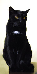 Image showing Black Cat