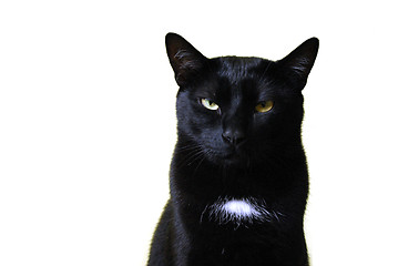 Image showing Black Cat