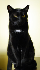 Image showing Black Cat