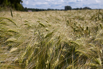 Image showing Barley Field