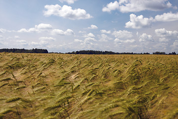 Image showing Landscape with barley field