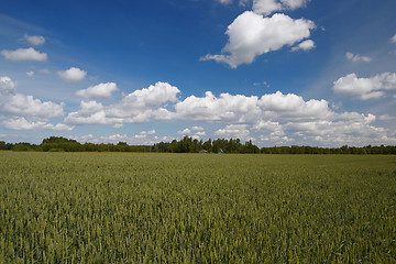 Image showing green wheat field