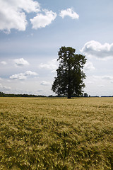 Image showing Lonely tree