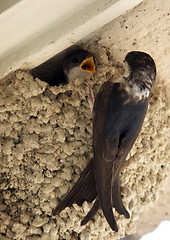 Image showing swallows