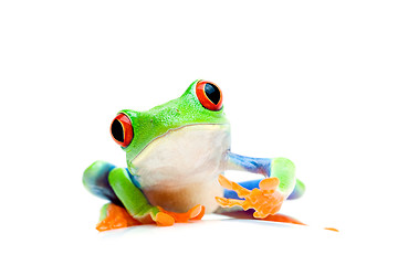 Image showing frog curious isolated on white