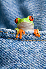 Image showing frog in a pocket