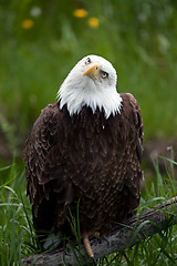 Image showing American Bald Eagle