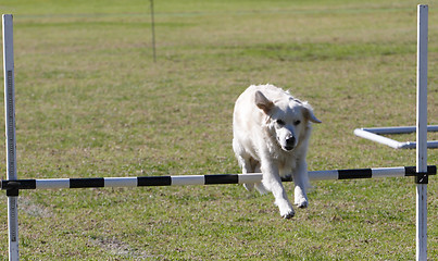 Image showing Dog Trials