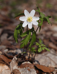 Image showing Wood anemone (Anemone nemorosa)