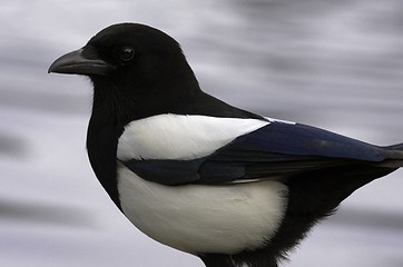 Image showing Magpie