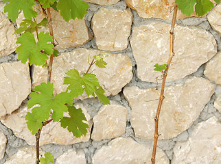 Image showing Green vine leaves