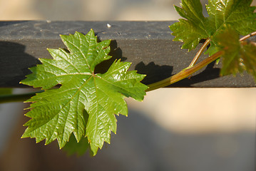 Image showing Growing vine plant closeup