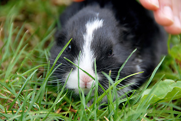 Image showing Black rabbit