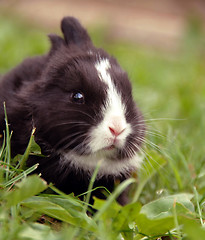 Image showing Black rabbit