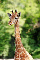 Image showing Giraffe